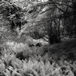 Bois des Moutiers (146) Mai 2012