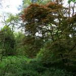 Bois des Moutiers (147) Mai 2012