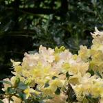 Bois des Moutiers (15) Mai 2012