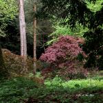 Bois des Moutiers (150) Mai 2012