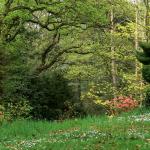 Bois des Moutiers (154) Mai 2012