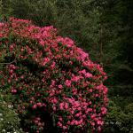 Bois des Moutiers (156) Mai 2012