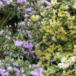 Bois des Moutiers (16) Mai 2012