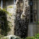 Bois des Moutiers (165) Mai 2012