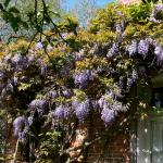 Bois des Moutiers (167) Mai 2012