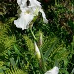 Bois des Moutiers (168) Mai 2012