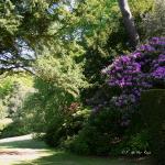 Bois des Moutiers (169) Mai 2012