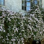 Bois des Moutiers (171) Mai 2012