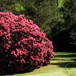 Bois des Moutiers (174) Mai 2012