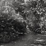 Bois des Moutiers (181) Mai 2012