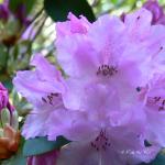 Bois des Moutiers (183) Mai 2012