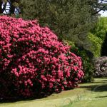 Bois des Moutiers (185) Mai 2012