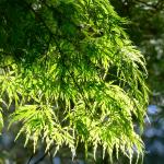 Bois des Moutiers (187) Mai 2012