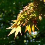 Bois des Moutiers (188) Mai 2012