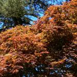 Bois des Moutiers (191) Mai 2012