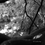 Bois des Moutiers (193) Mai 2012