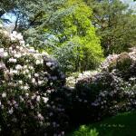 Bois des Moutiers (194) Mai 2012