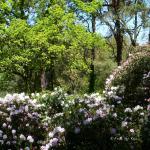 Bois des Moutiers (196) Mai 2012