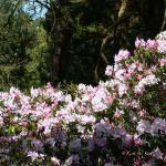 Bois des Moutiers (197) Mai 2012