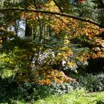 Bois des Moutiers (208) Mai 2012