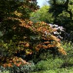 Bois des Moutiers (209) Mai 2012