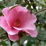 Bois des Moutiers (21) Mai 2012