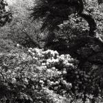 Bois des Moutiers (210) Mai 2012