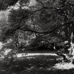 Bois des Moutiers (215) Mai 2012