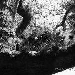 Bois des Moutiers (216) Mai 2012