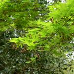 Bois des Moutiers (22) Mai 2012