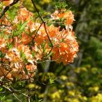 Bois des Moutiers (221) Mai 2012