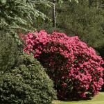 Bois des Moutiers (224) Mai 2012