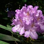 Bois des Moutiers (234) Mai 2012