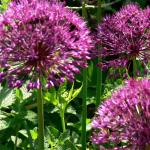 Bois des Moutiers (236) Mai 2012