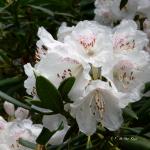 Bois des Moutiers (24) Mai 2012