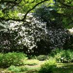 Bois des Moutiers (246) Mai 2012