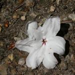 Bois des Moutiers (247) Mai 2012