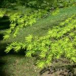 Bois des Moutiers (249) Mai 2012