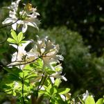 Bois des Moutiers (250) Mai 2012