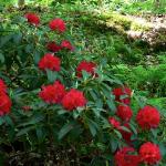 Bois des Moutiers (251) Mai 2012