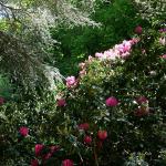 Bois des Moutiers (260) Mai 2012