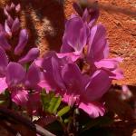 Bois des Moutiers (263) Mai 2012