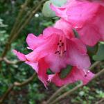 Bois des Moutiers (27) Mai 2012