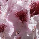 Bois des Moutiers (270) Mai 2012