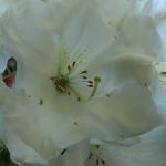 Bois des Moutiers (273) Mai 2012