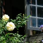 Bois des Moutiers (277) Mai 2012