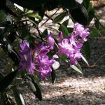 Bois des Moutiers (278) Mai 2012