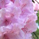 Bois des Moutiers (282) Mai 2012