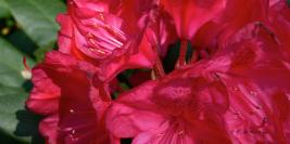 Bois des Moutiers - Mai - Eblouissement floral