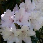 Bois des Moutiers (295) Mai 2012